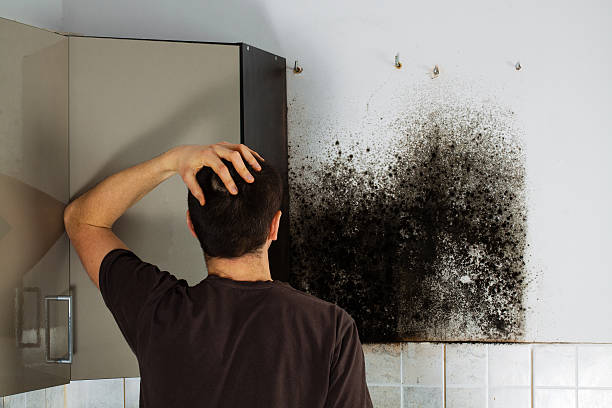 Best Commercial Mold Inspection  in La Vista, NE